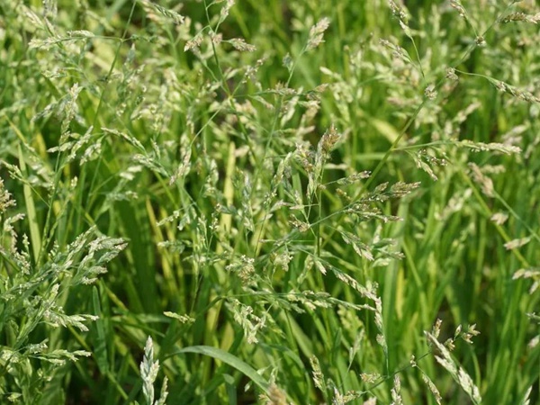 草地早熟禾種子——Poa pratensis 草地早熟禾種子——Poa pratensis