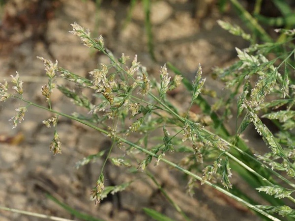 草地早熟禾種子——Poa pratensis 草地早熟禾種子——Poa pratensis