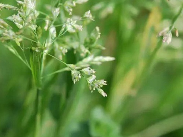 早熟禾（草坪種子）