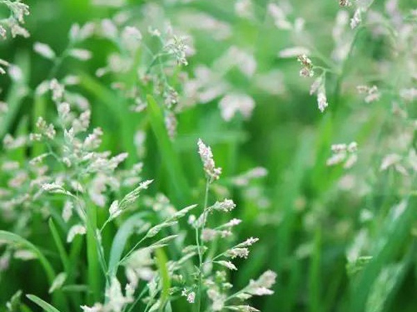 早熟禾（草坪種子）