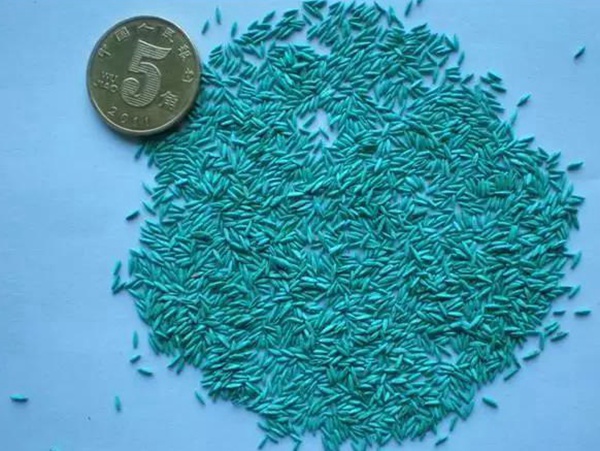 早熟禾草坪種子特點介紹以及鳥巢性狀種植方法