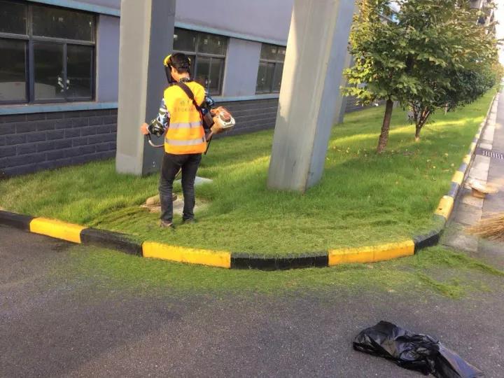 果嶺草冬季養殖方法以及養護技術