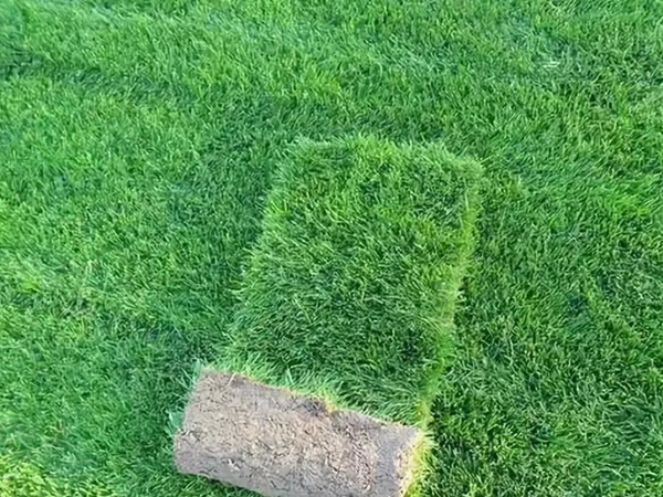 果嶺草管理方法以及播種養護技術