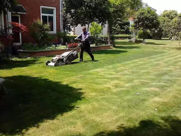 果嶺草種植基本養(yǎng)護技術(shù)，什么時候種植發(fā)芽率最好