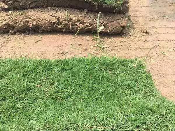 果嶺草草坪種子簡單又實用的種植管理方法 果嶺草草坪種子簡單又實用的種植管理方法