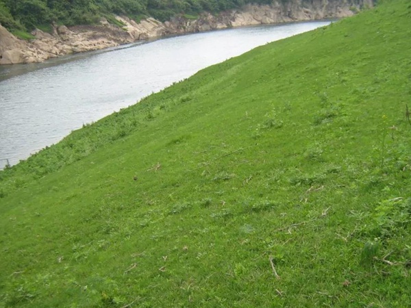 狗牙根種子播種方法以及種植技術