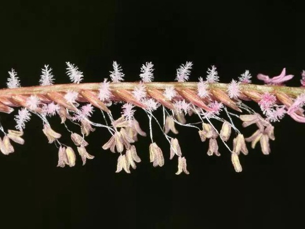 狗牙根品種基本介紹，種植效果