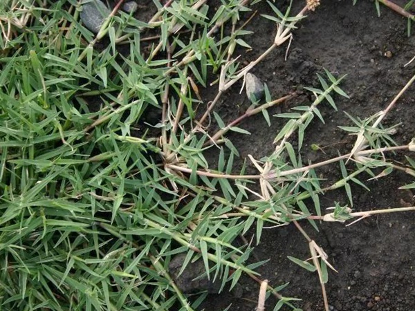 狗牙根品種基本介紹，種植效果