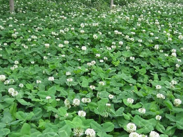 白三葉---綠化和牧草草種中的佼佼者 白三葉---綠化和牧草草種中的佼佼者
