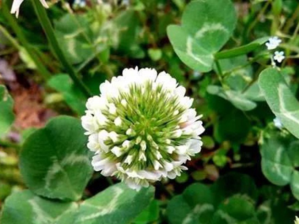 白三葉---綠化和牧草草種中的佼佼者 白三葉---綠化和牧草草種中的佼佼者