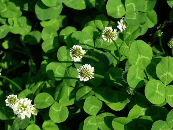 白三葉---綠化和牧草草種中的佼佼者 白三葉---綠化和牧草草種中的佼佼者