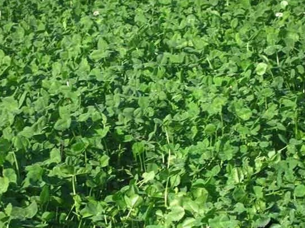 種植白三葉，不但可以綠化環(huán)境，而且改善空氣質(zhì)量