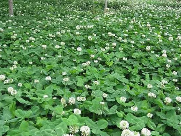 種植白三葉，不但可以綠化環(huán)境，而且改善空氣質(zhì)量
