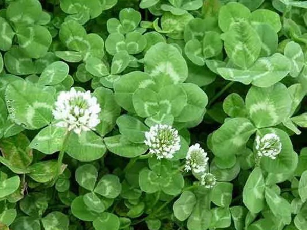 種植白三葉，不但可以綠化環(huán)境，而且改善空氣質(zhì)量