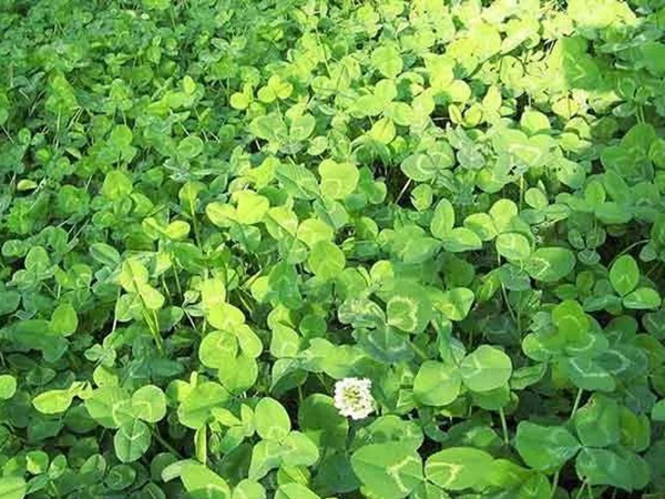 種植白三葉，不但可以綠化環(huán)境，而且改善空氣質(zhì)量