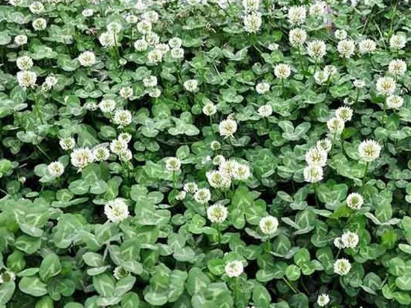 種植白三葉，不但可以綠化環(huán)境，而且改善空氣質(zhì)量