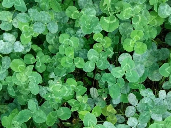 白三葉病蟲防害需要怎么防治方法 白三葉病蟲防害需要怎么防治方法