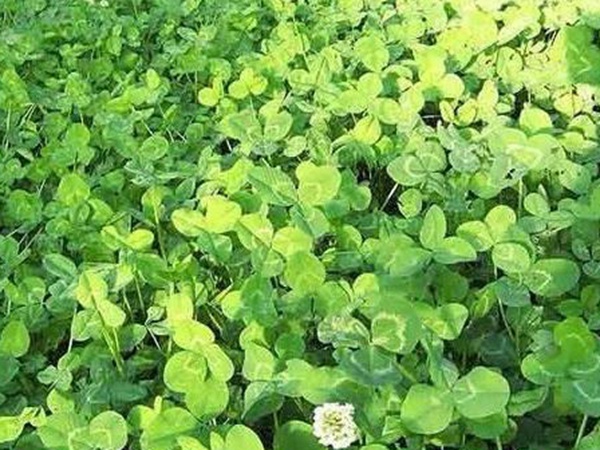白三葉在北方最佳種植時間是什么時候? 白三葉在北方最佳種植時間是什么時候?