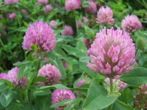 白三葉和紅三葉區別在哪?有什么需要注意的? 白三葉和紅三葉區別在哪?有什么需要注意的?