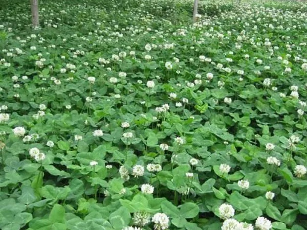 白三葉和紅三葉區別在哪?有什么需要注意的? 白三葉和紅三葉區別在哪?有什么需要注意的?