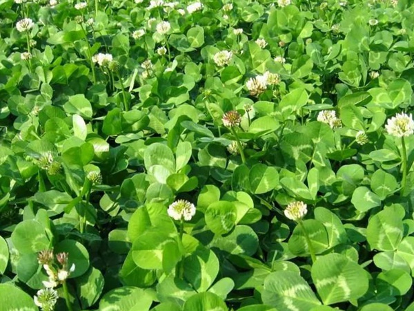 白三葉和紅三葉區別在哪?有什么需要注意的? 白三葉和紅三葉區別在哪?有什么需要注意的?