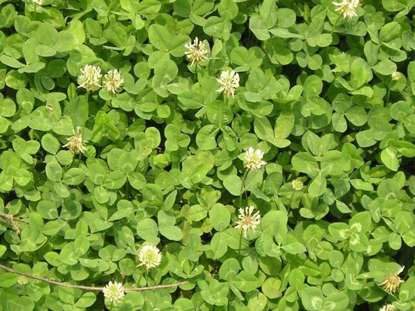 白三葉和紅三葉區別在哪?有什么需要注意的? 白三葉和紅三葉區別在哪?有什么需要注意的?