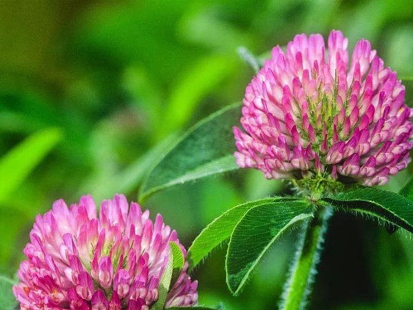 白三葉和紅三葉區別在哪?有什么需要注意的? 白三葉和紅三葉區別在哪?有什么需要注意的?