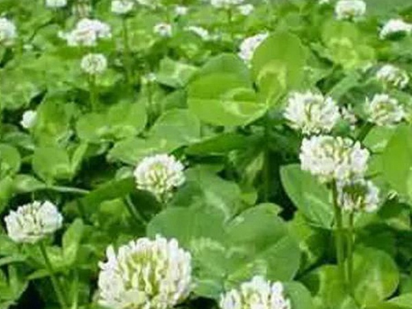 白三葉栽培管理方法及飼用價值 白三葉栽培管理方法及飼用價值