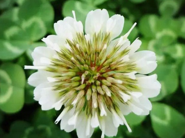 白三葉種植技術和方法，報價哪家靠譜