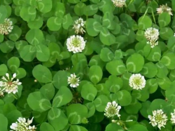 白三葉種植技術和方法，報價哪家靠譜