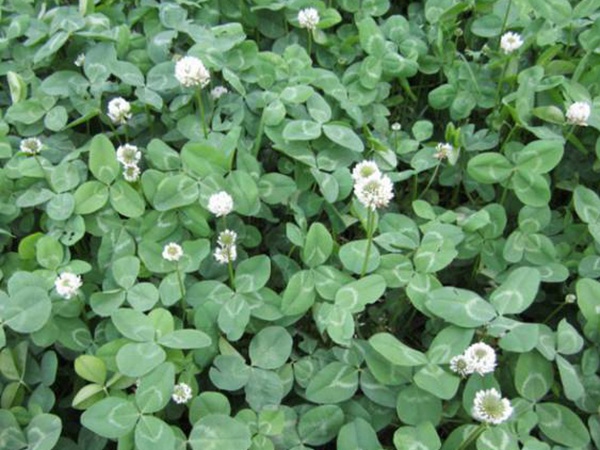 白三葉建植方法和養(yǎng)護管理關(guān)鍵的技術(shù)