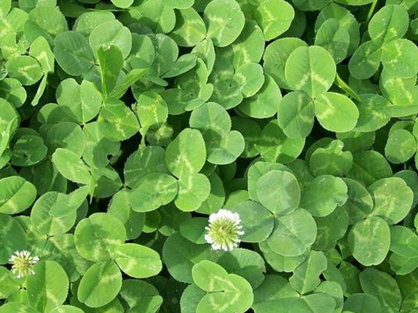 白三葉建植方法和養(yǎng)護管理關(guān)鍵的技術(shù)