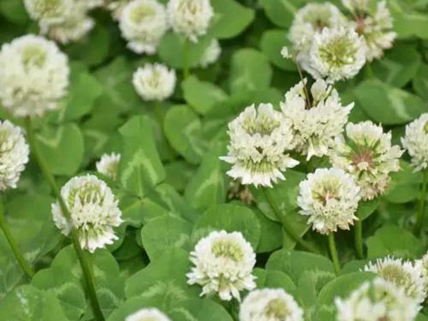 白三葉建植方法和養(yǎng)護管理關(guān)鍵的技術(shù)