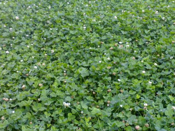 白三葉建植方法和養(yǎng)護管理關(guān)鍵的技術(shù)