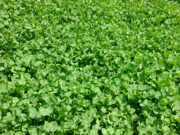 白三葉建植方法和養(yǎng)護管理關(guān)鍵的技術(shù)