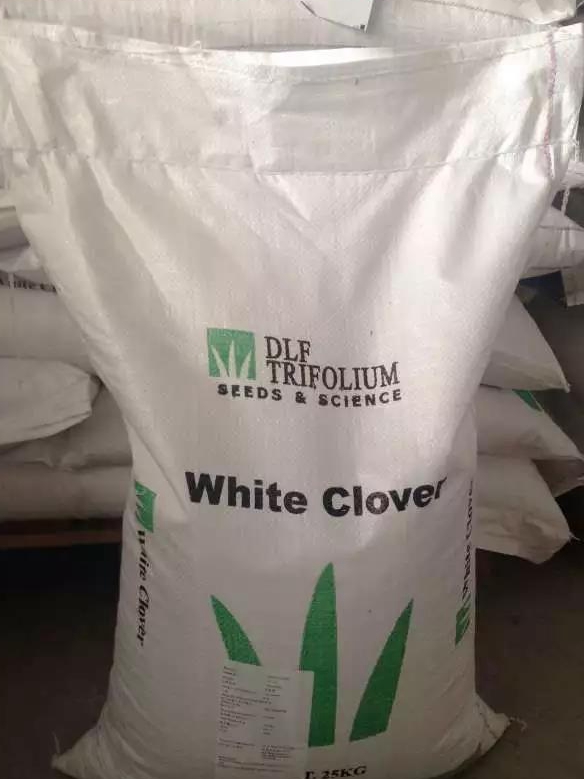 每日推薦白三葉種子—— 克朗德 每日推薦白三葉種子—— 克朗德