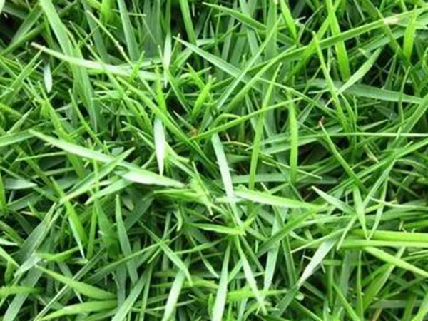 常見的草坪草種種類——日本結(jié)縷草