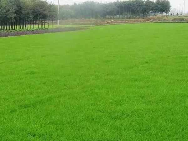 常見的草坪草種種類——日本結(jié)縷草