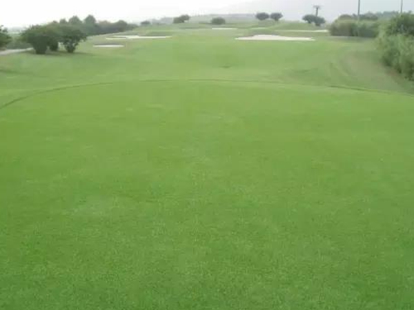 日本結縷草草種的建植技術與管理方法 日本結縷草草種的建植技術與管理方法