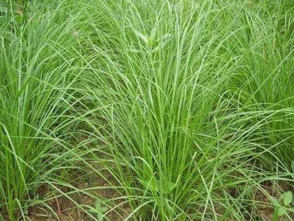 多年生暖季型的草坪種子--百喜草 多年生暖季型的草坪種子--百喜草