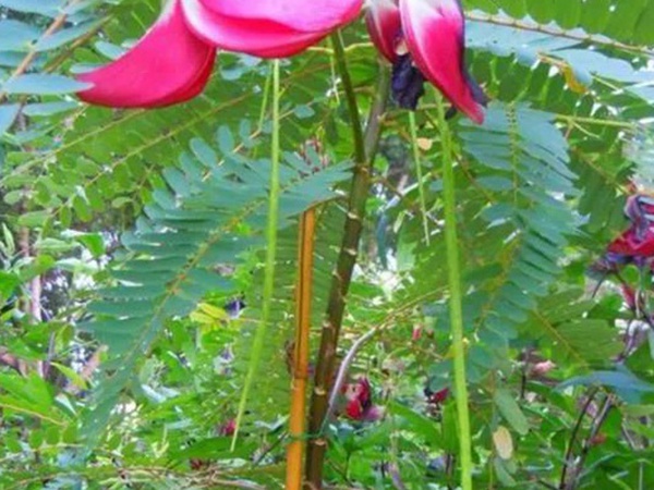 田菁的栽培技術(shù)以及管理方法 田菁的栽培技術(shù)以及管理方法