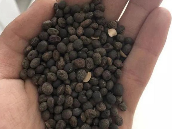 毛苕子的種植方法以及管理技術