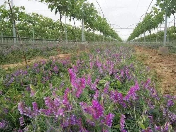 毛苕子的種植方法以及管理技術