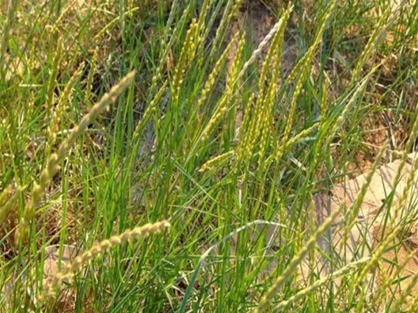 披堿草播種方法與經濟價值 披堿草播種方法與經濟價值