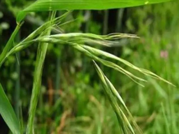 披堿草播種方法與經濟價值 披堿草播種方法與經濟價值