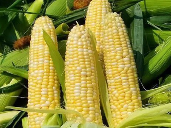 優良高產牧草種子墨西哥玉米栽培技術