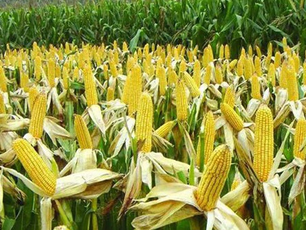 優良高產牧草種子墨西哥玉米栽培技術