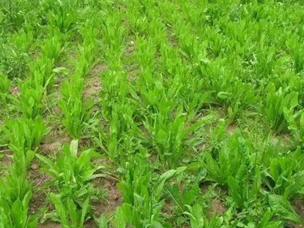 墨西哥玉米種子播種方法以及種植步驟