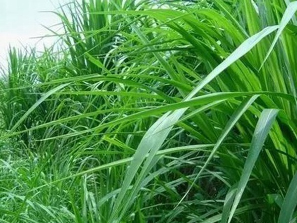 墨西哥玉米種子播種方法以及種植步驟