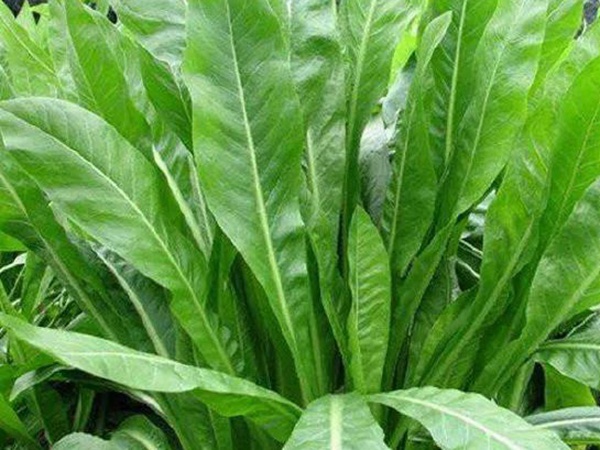 「菊苣」播種前準備與種植方法